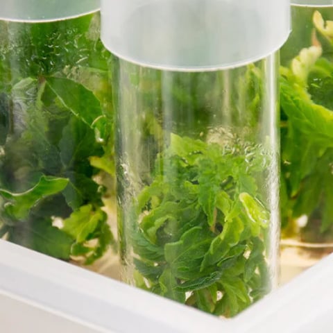 Tissue Culture